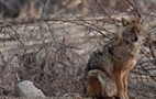 Expansion of Golden jackals across Europe creates tricky legal issues